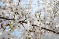 Cheery Blossom is blooming in Japan Royalty Free Stock Photo